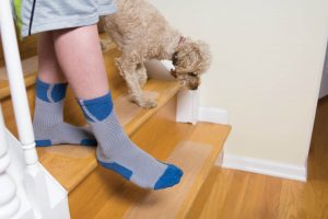 handi-treads-cleargrip-on-stairs-dog-child-walking