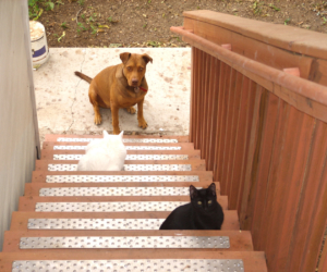 Handi-Treads-30-Silver-Wood-Stairs-Dog-Cat